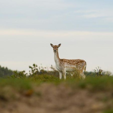 Boszicht 6 aan de Kust Villa Oostkapelle Buitenkant foto