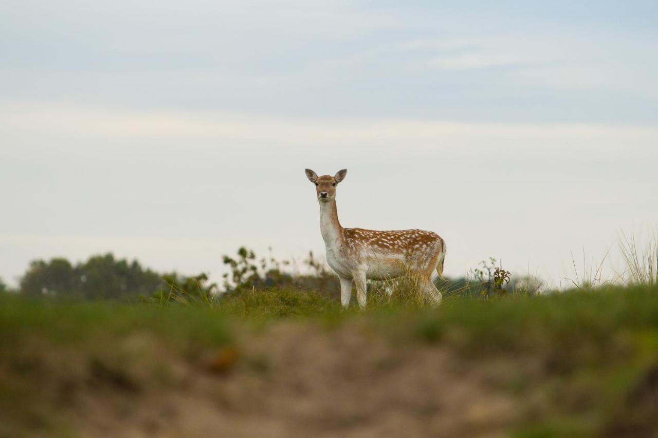 Boszicht 6 aan de Kust Villa Oostkapelle Buitenkant foto