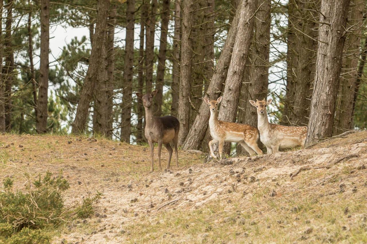 Boszicht 6 aan de Kust Villa Oostkapelle Buitenkant foto